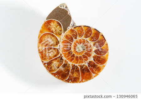 菊石的化石 130946065