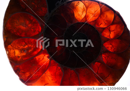 菊石的化石 菊石的化石 130946066