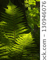 Light fern fern 130946076