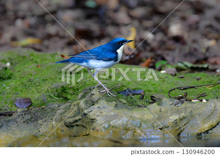 The beautiful blue, white and black blue robin is a small bird found in the tropical rainforests of Southeast Asia, including Thailand. 130946200