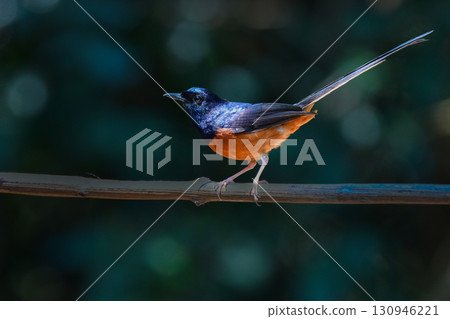 The Red-bellied Egret is a small bird with beautiful black and white and orange feathers that can be found in the tropical rainforests of Southeast Asia, including Thailand. 130946221