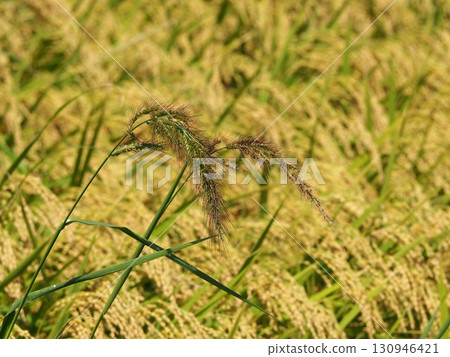 稻田雜草：稗草 130946421