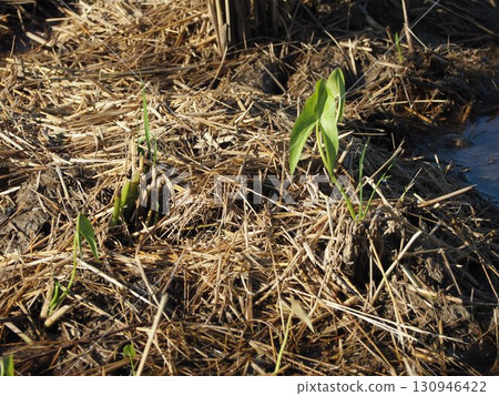 稻田雜草：慈姑 130946422