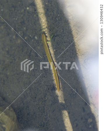 The Japanese bush warbler that lives in rice paddies The Japanese bush warbler that lives in rice paddies 130946432