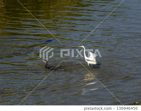 A Great Egret chasing a Cormorant with a fish in its mouth A Great Egret chasing a Cormorant with a fish in its mouth 130946450