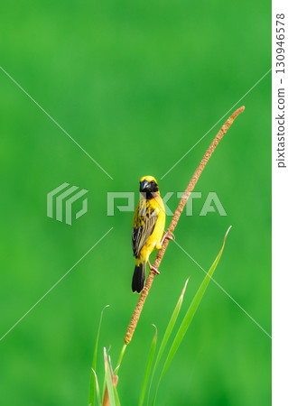 金斑蟋蟀是一種美麗、鮮豔的黃黑色水鳥，生活在東南亞（包括泰國）的稻田和濕地。 130946578