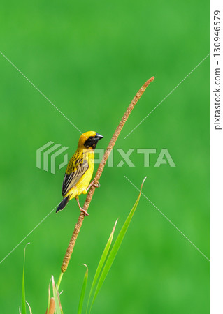 金斑蟋蟀是一種美麗、鮮豔的黃黑色水鳥，生活在東南亞（包括泰國）的稻田和濕地。 130946579