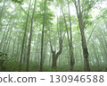 Fog beech forest 130946588