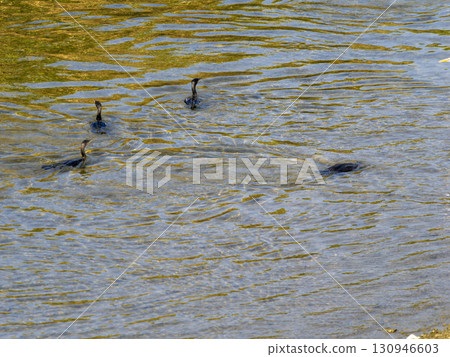 豬名川的鸕鶿潛水捕魚 豬名川的鸕鶿潛水捕魚 130946603