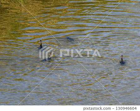 Cormorants of the Inagawa River diving to catch fish 130946604