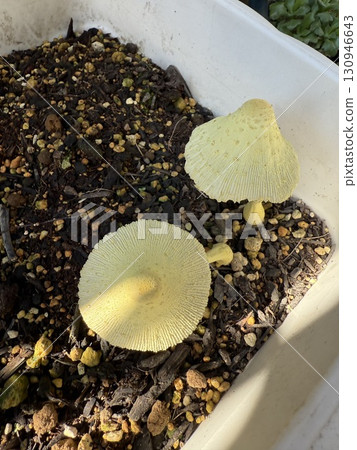 A mushroom that looks like Golden Silk Umbrella Mushroom 130946643