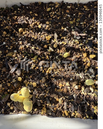 一種看起來像金絲傘菇的蘑菇 130946645