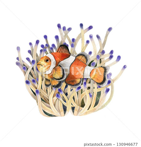 Clownfish with anemone background watercolor illustration. Hand drawn Amphiprion small coral reef fish vintage style illustration. Bright striped underwater animal in wildlife nature habitat Clownfish with anemone background watercolor illustration. Hand drawn Amphiprion small coral reef fish vintage style illustration. Bright striped underwater animal in wildlife nature habitat 130946677