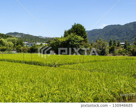 A rural landscape with rice ears 130946685
