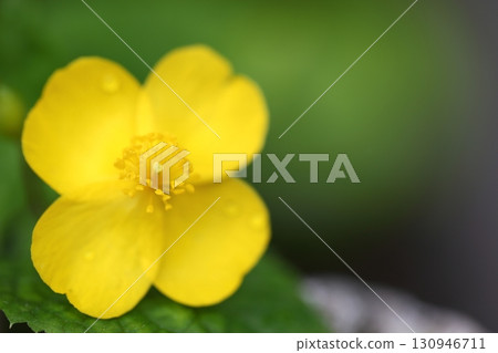 雨水浸透的棣棠花 130946711