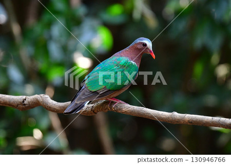 The beautiful green and silver feathers of the golden dove can be found in the tropical rainforests of Southeast Asia, including Thailand. 130946766