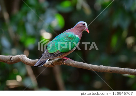 The beautiful green and silver feathers of the golden dove can be found in the tropical rainforests of Southeast Asia, including Thailand. 130946767