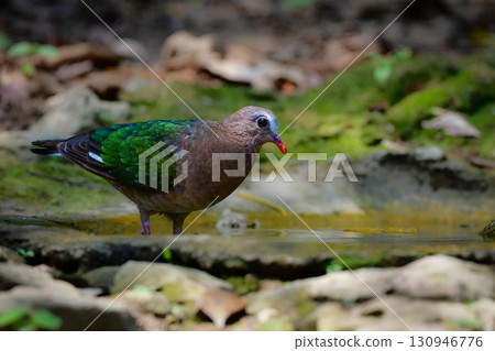 The beautiful green and silver feathers of the golden dove can be found in the tropical rainforests of Southeast Asia, including Thailand. The beautiful green and silver feathers of the golden dove can be found in the tropical rainforests of Southeast Asia, including Thailand. 130946776