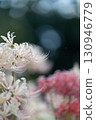 White cluster amaryllis 130946779