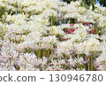 Many white spider lilies 130946780