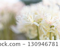 White cluster amaryllis 130946781