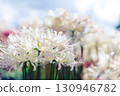 White cluster amaryllis 130946782