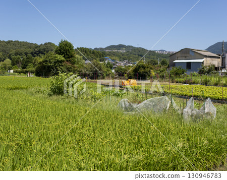 A view of fields on the outskirts of the city A view of fields on the outskirts of the city 130946783