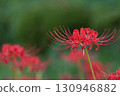 Red spider lily background green 130946882