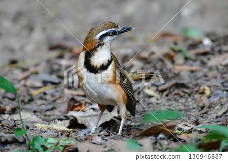 The Lesser Ring-necked Laughingthrush is a small bird with a striking black collar that can be found in the tropical rainforests of Southeast Asia, including Thailand. The Lesser Ring-necked Laughingthrush is a small bird with a striking black collar that can be found in the tropical rainforests of Southeast Asia, including Thailand. 130946887