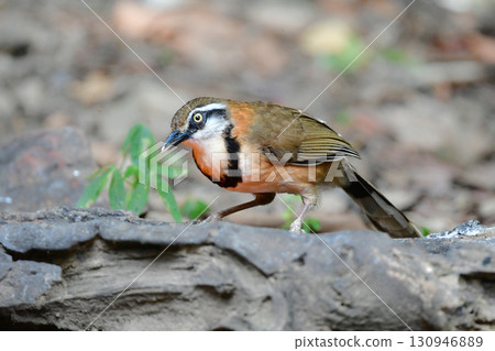 小環頸噪鶥是一種體型較小的鳥類,有著醒目的黑色頸圈,分佈在東南亞(包括泰國)的熱帶雨林中。 小環頸噪鶥是一種體型較小的鳥類,有著醒目的黑色頸圈,分佈在東南亞(包括泰國)的熱帶雨林中。 130946889