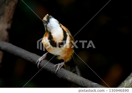 The Lesser Ring-necked Laughingthrush is a small bird with a striking black collar that can be found in the tropical rainforests of Southeast Asia, including Thailand. The Lesser Ring-necked Laughingthrush is a small bird with a striking black collar that can be found in the tropical rainforests of Southeast Asia, including Thailand. 130946890