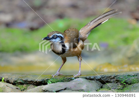 The Lesser Ring-necked Laughingthrush is a small bird with a striking black collar that can be found in the tropical rainforests of Southeast Asia, including Thailand. 130946891
