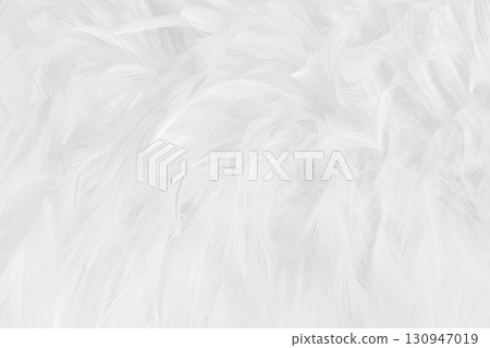 Beautiful white grey bird feathers pattern texture background. 130947019