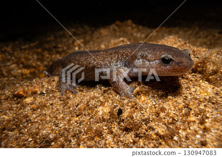 Nagato salamander 130947083