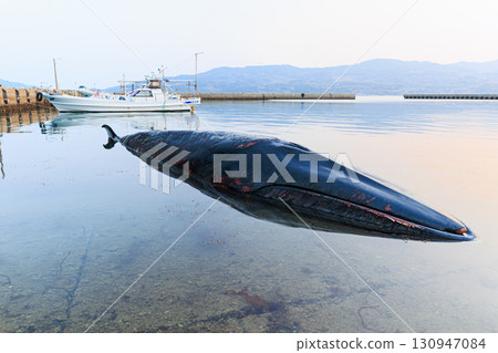 擱淺的長鬚鯨 擱淺的長鬚鯨 130947084