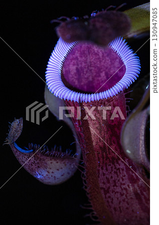 螢光豬籠草 130947085