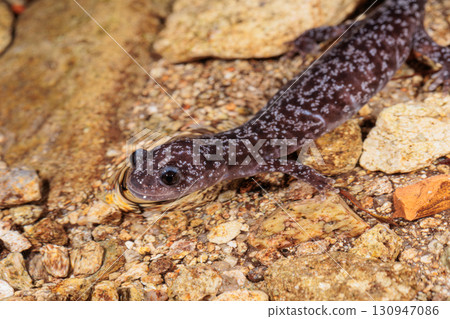 中華斑鯢 中華斑鯢 130947086