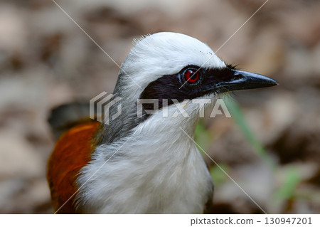 白冠侏儒貓頭鷹是一種美麗的小鳥，有著醒目的白色冠，可以在東南亞（包括泰國）的熱帶雨林中找到。 130947201