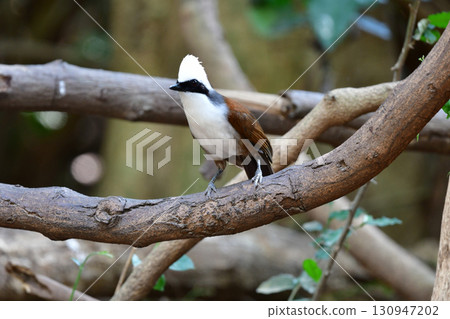 The white-crowned dwarf owl is a beautiful small bird with a striking white crest that can be found in the tropical rainforests of Southeast Asia, including Thailand. 130947202