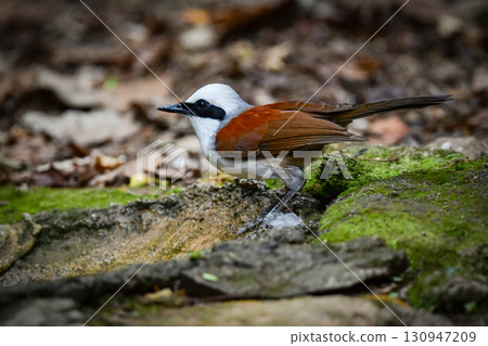 The white-crowned dwarf owl is a beautiful small bird with a striking white crest that can be found in the tropical rainforests of Southeast Asia, including Thailand. The white-crowned dwarf owl is a beautiful small bird with a striking white crest that can be found in the tropical rainforests of Southeast Asia, including Thailand. 130947209