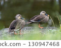Ducks stand out among the greenery 130947468