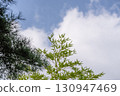 Pine trees, bamboo grass and blue sky with clouds 130947469