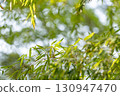 Sunlight leaves and fresh green leaves 130947470