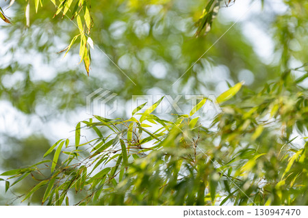 陽光葉子和新鮮的綠色葉子 130947470
