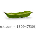 Winged bean isolated on white background with clipping path 130947589