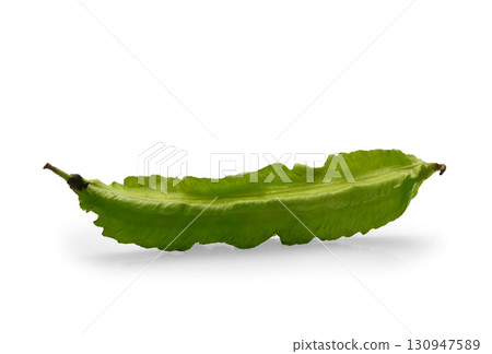 Winged bean isolated on white background with clipping path Winged bean isolated on white background with clipping path 130947589
