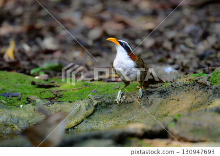 白尾大黃蜂是一種美麗的小鳥，有著醒目的黃色喙和白色腹部，可以在包括泰國在內的東南亞熱帶雨林中找到。 130947693