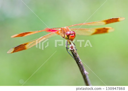 一隻年輕的雄性山紅脈蝴蝶在樹枝上休息 130947868
