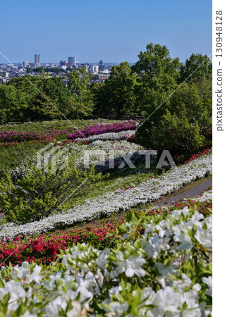 Azalea of the Daijyoji Hillside Park 130948128