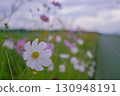 路邊的白色波斯菊 130948191
